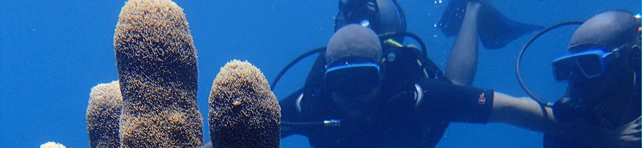 Dive Martinique