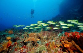 dive martinique with Natiyabel